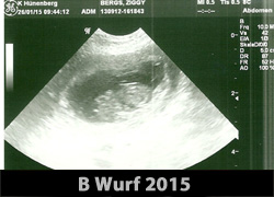 B Wurf 2015